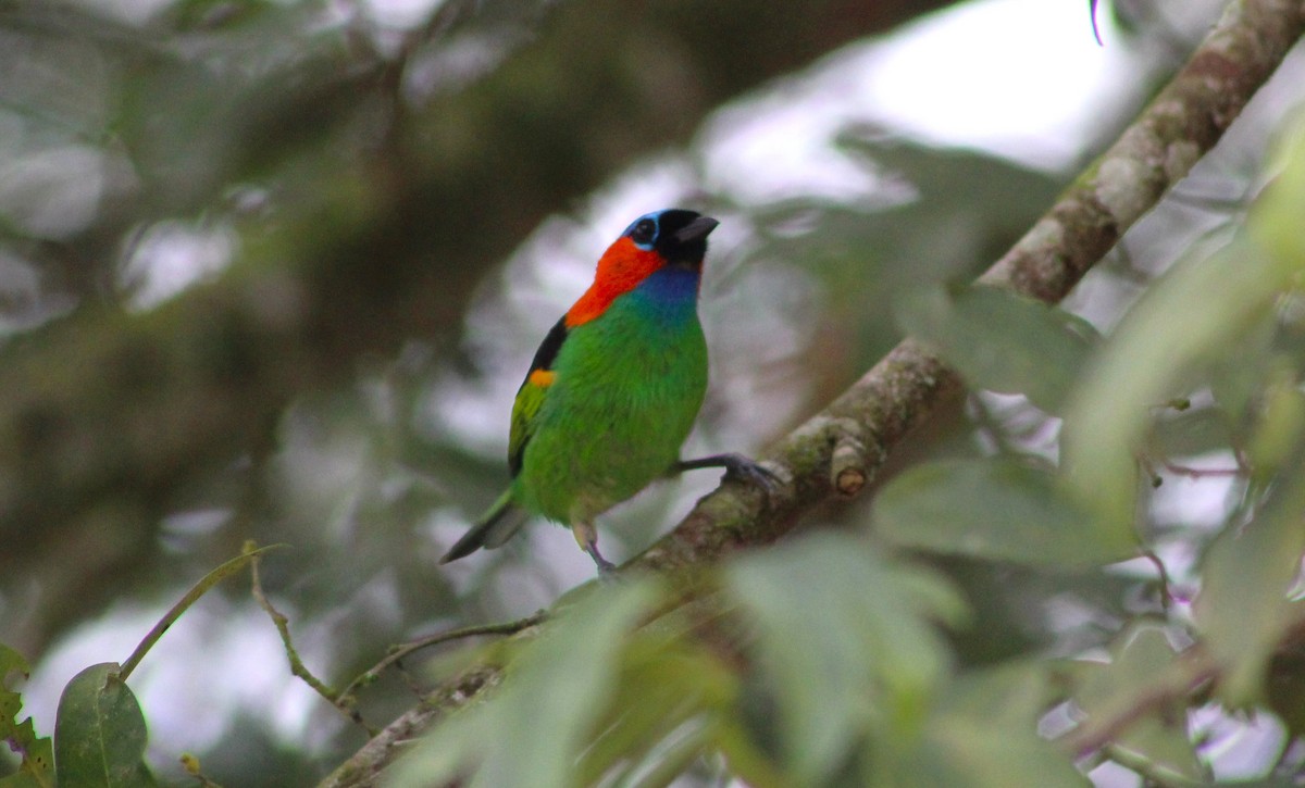 Red-necked Tanager - ML620514048