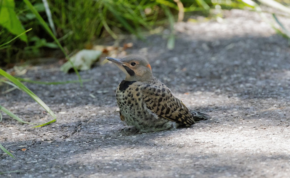 Northern Flicker (Yellow-shafted) - ML620514052