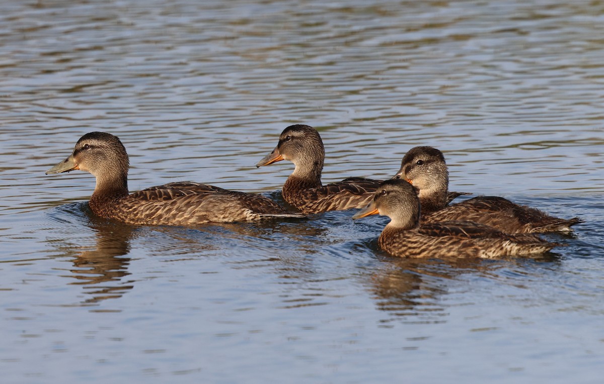 American Black Duck - ML620514059