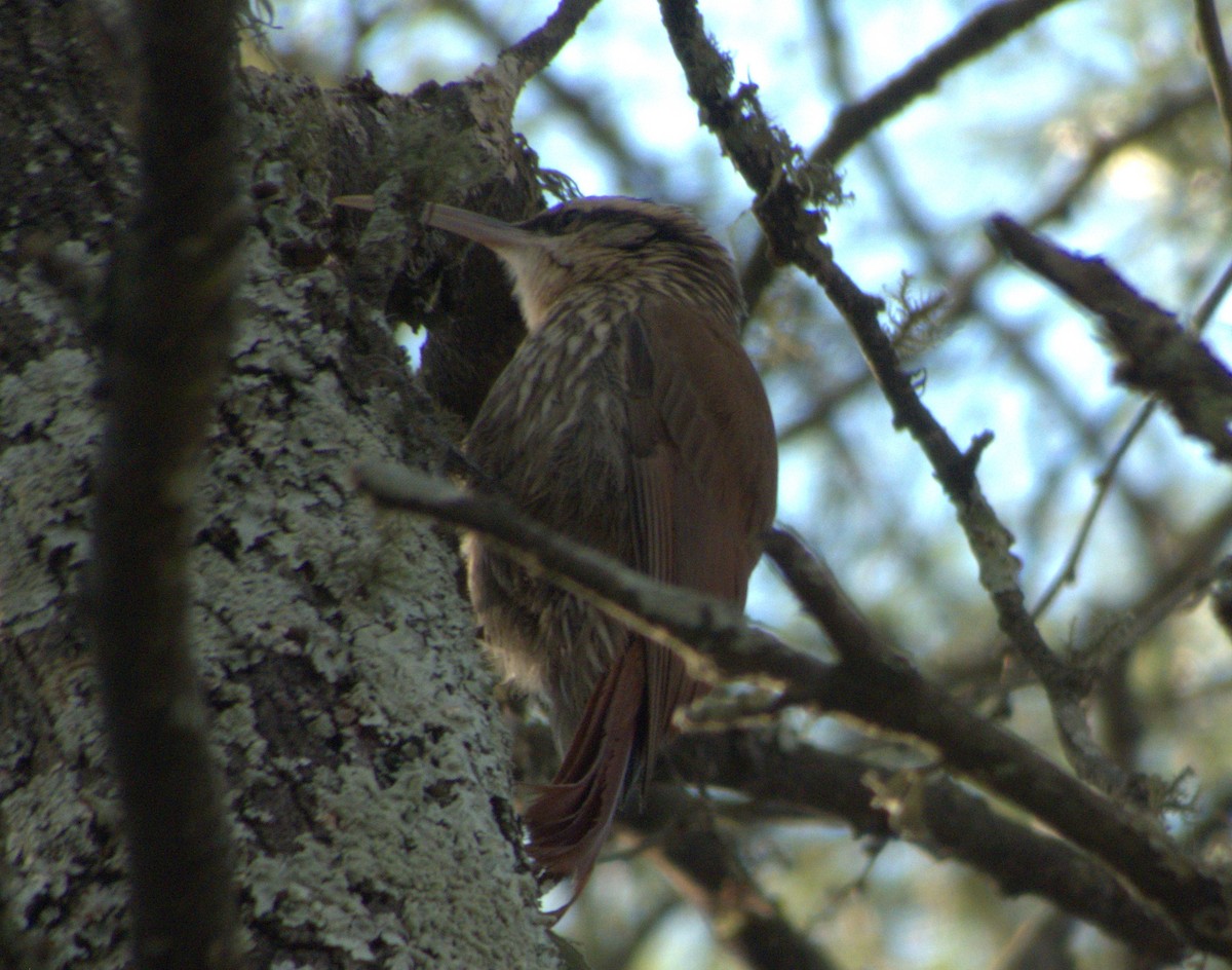 Scimitar-billed Woodcreeper - ML620514060