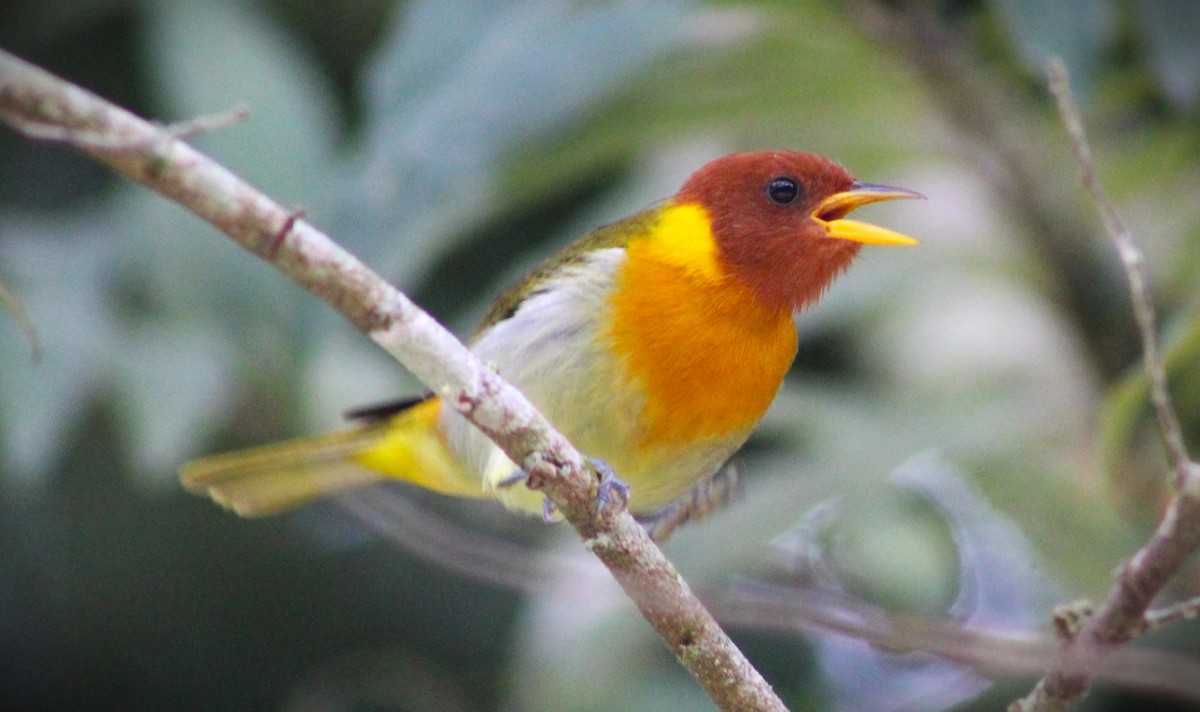 Rufous-headed Tanager - ML620514062