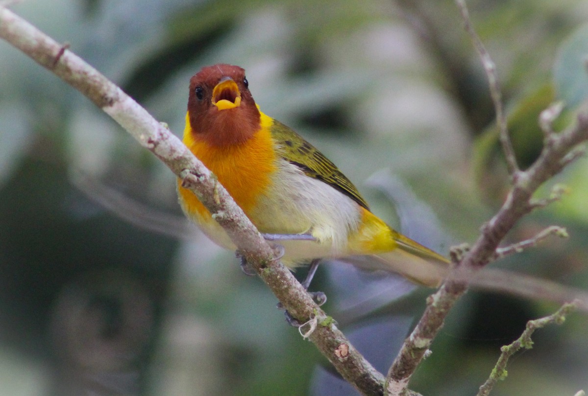 Rufous-headed Tanager - Pedro Behne