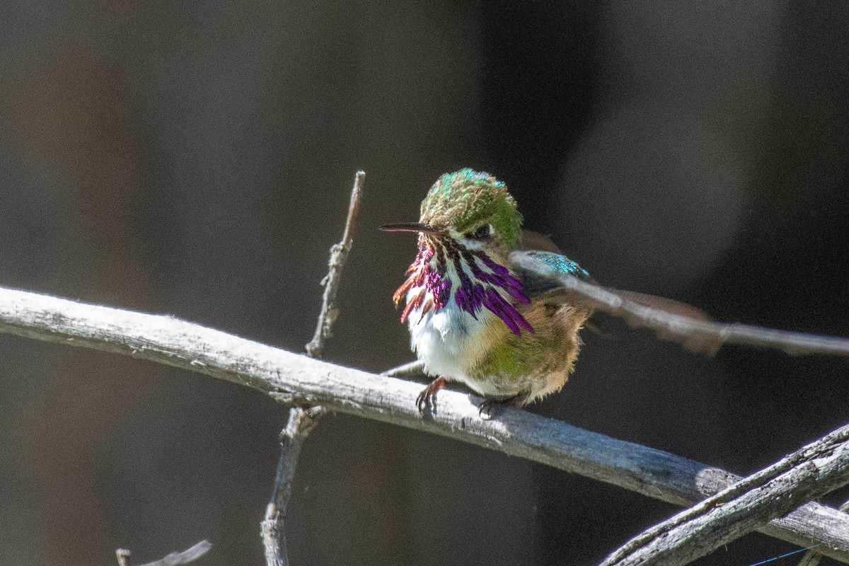 Calliope Hummingbird - ML620514066