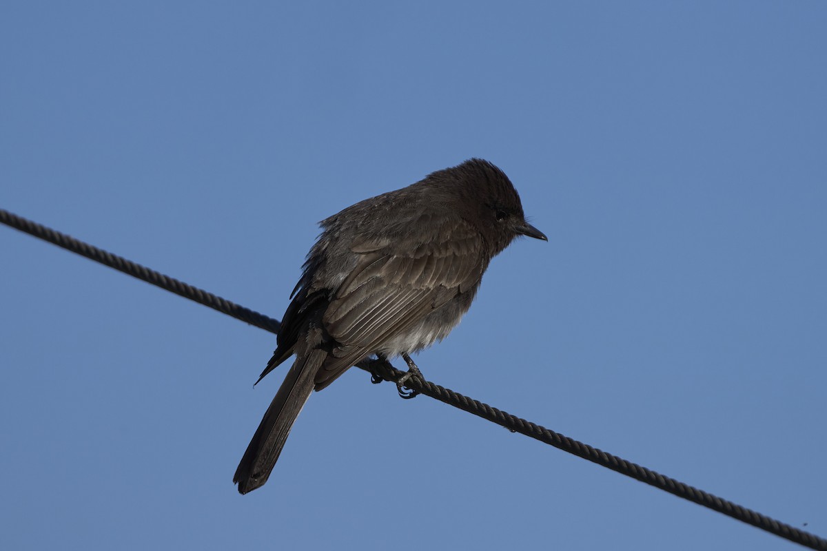 Black Phoebe - ML620514068