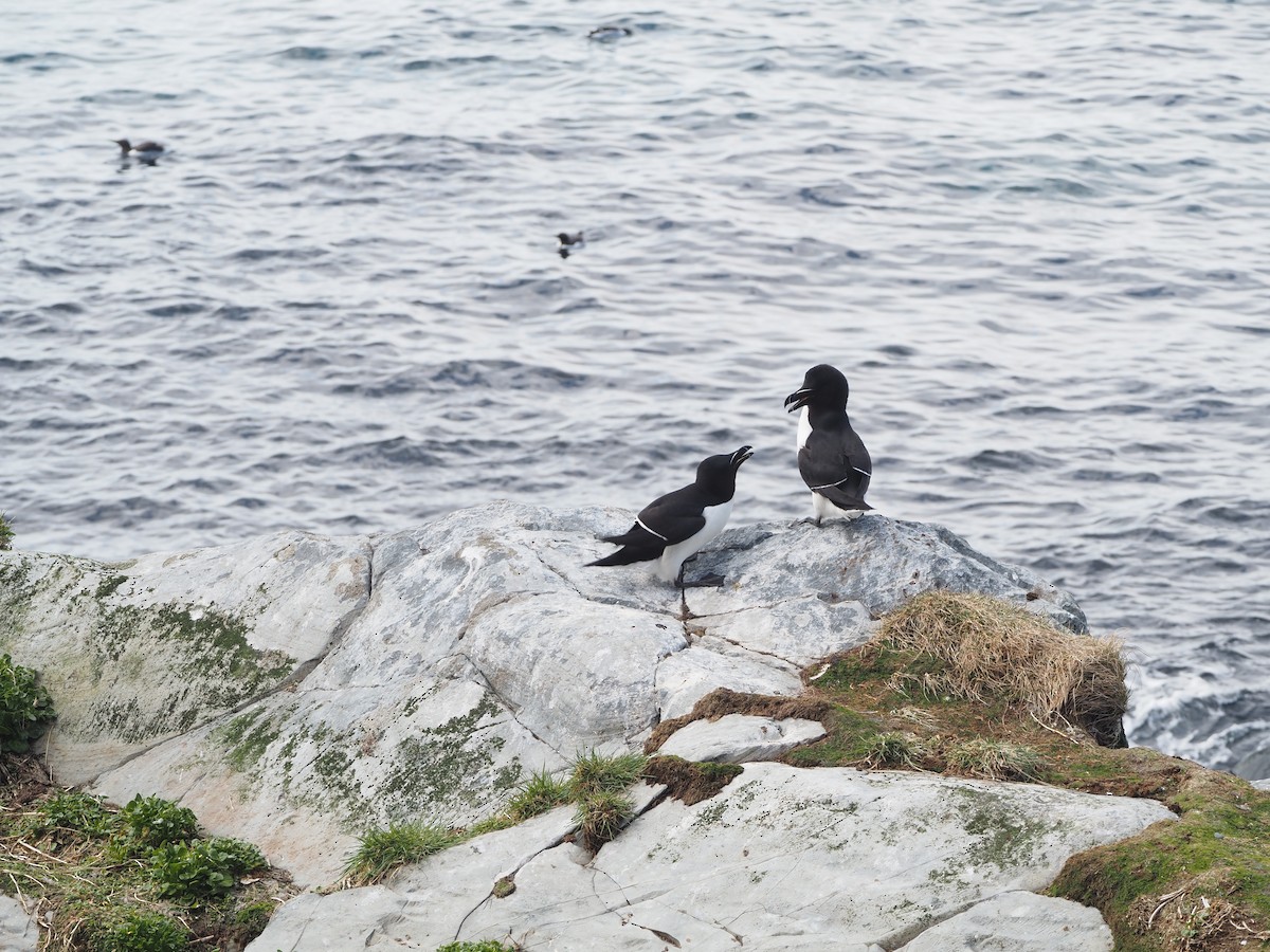 Razorbill - ML620514080