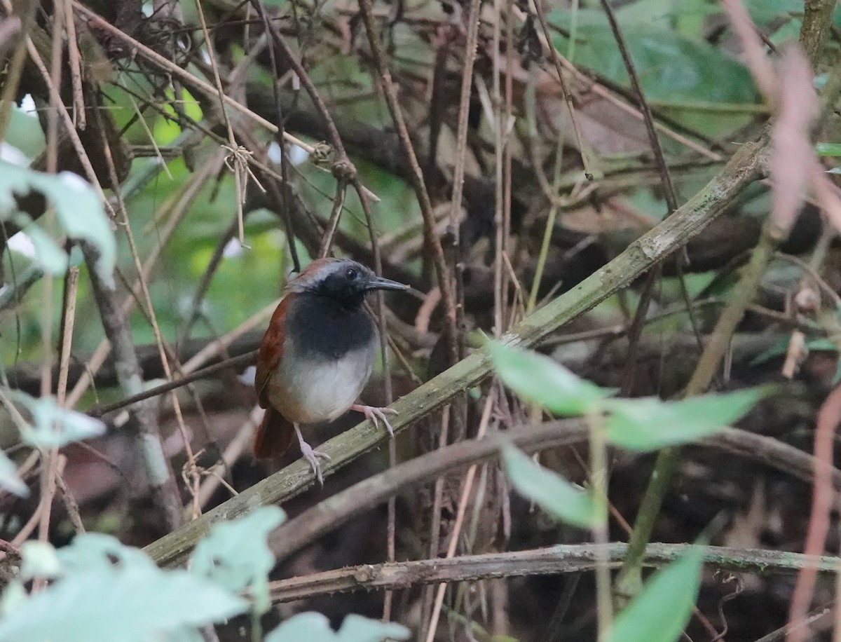 White-bellied Antbird - ML620514085