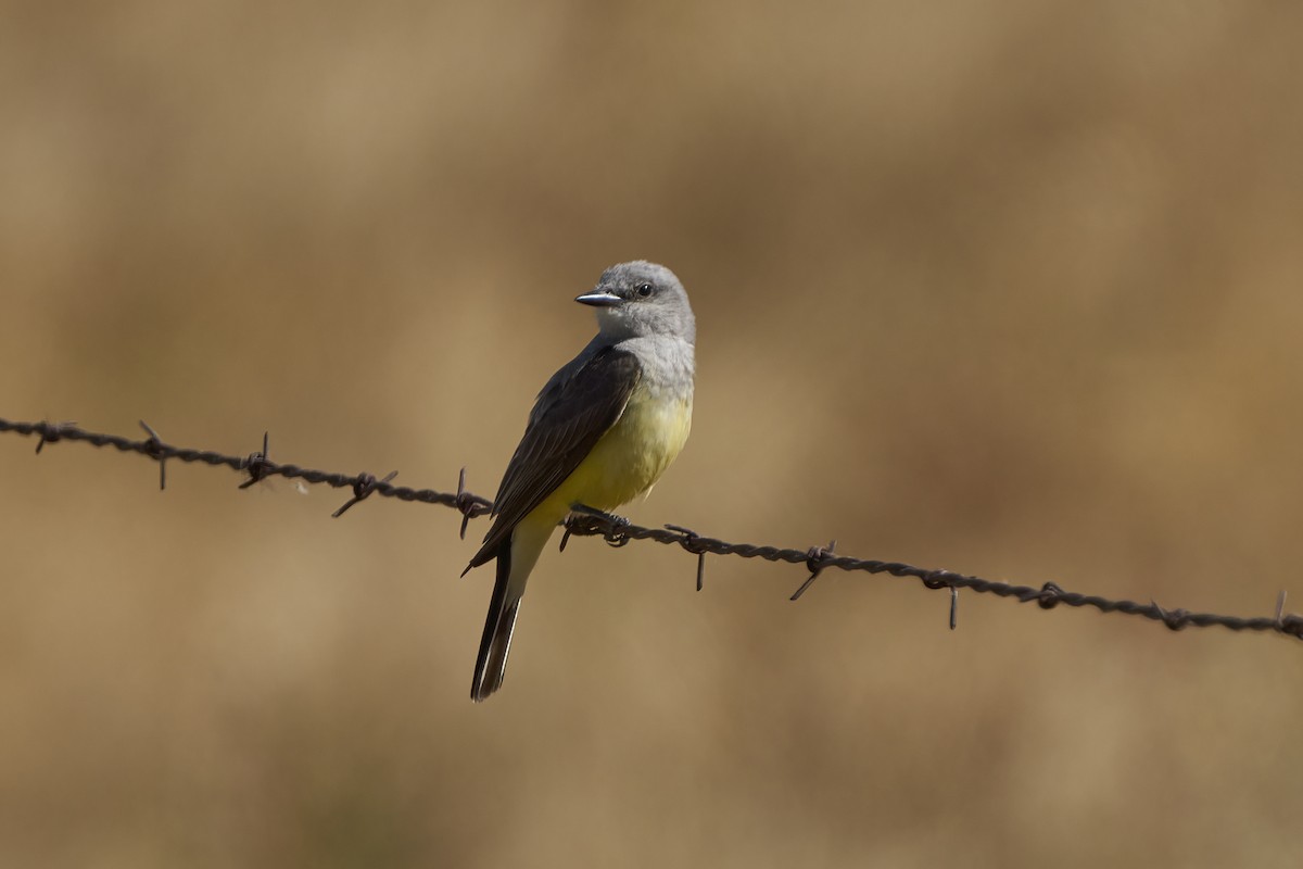 Western Kingbird - ML620514086