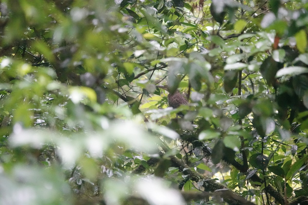 Fasciated Tiger-Heron - ML620514089