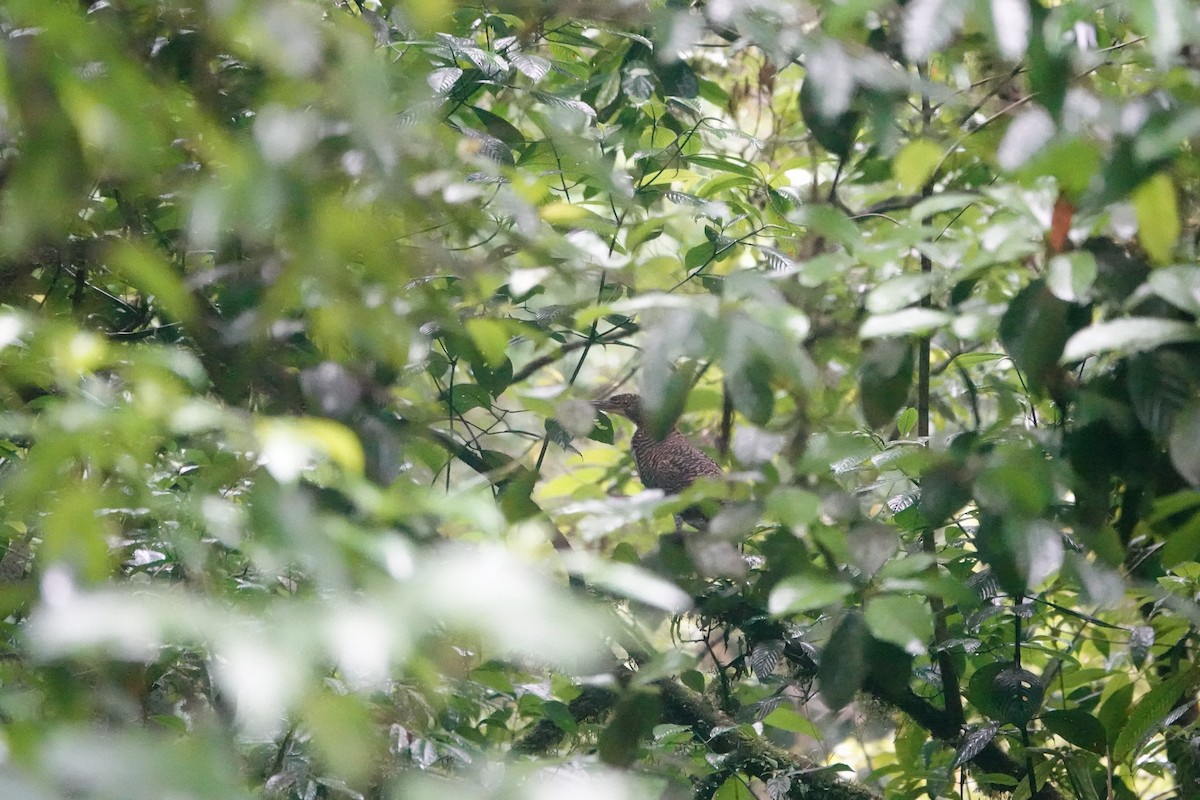 Fasciated Tiger-Heron - ML620514090