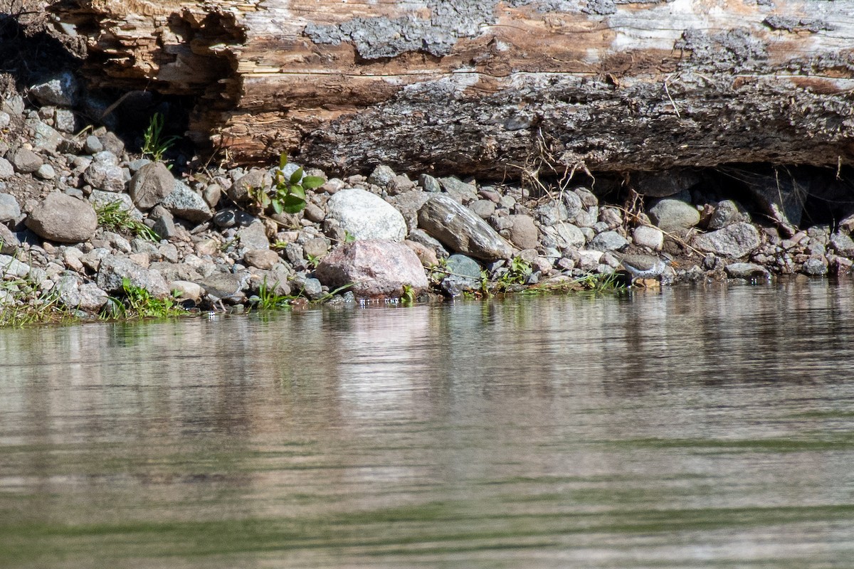 Spotted Sandpiper - ML620514091