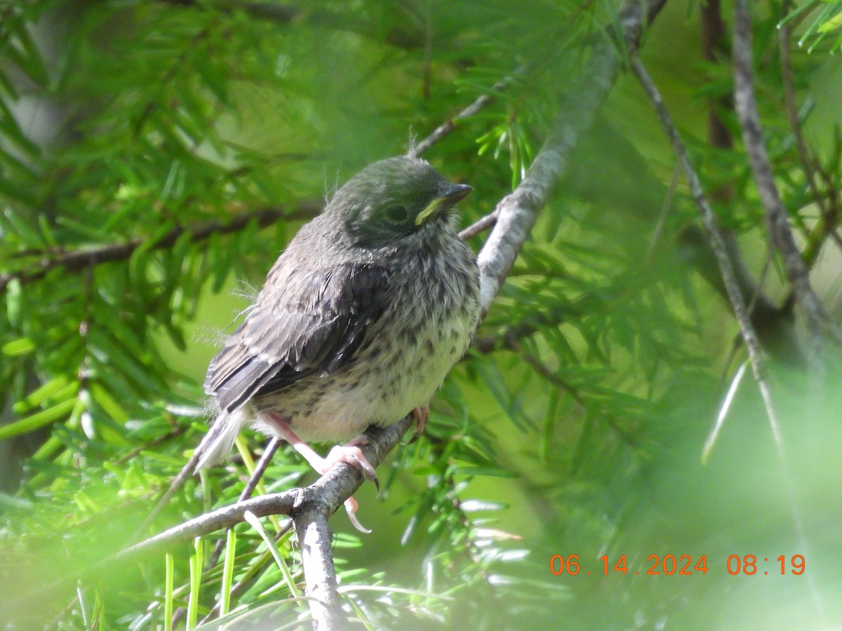 Junco ardoisé - ML620514092