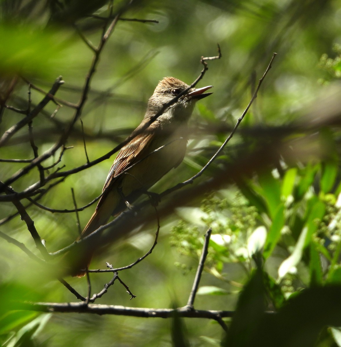 Ash-throated Flycatcher - ML620514094