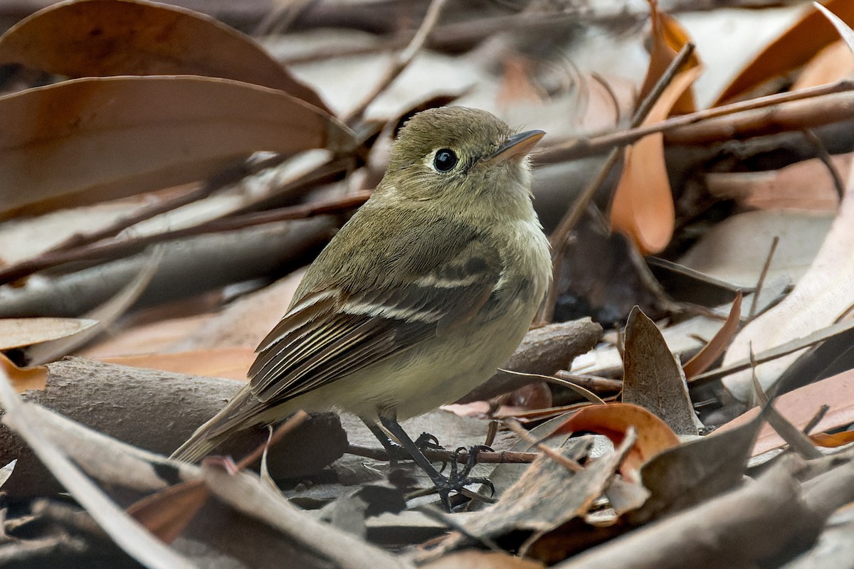 Western Flycatcher - ML620514096