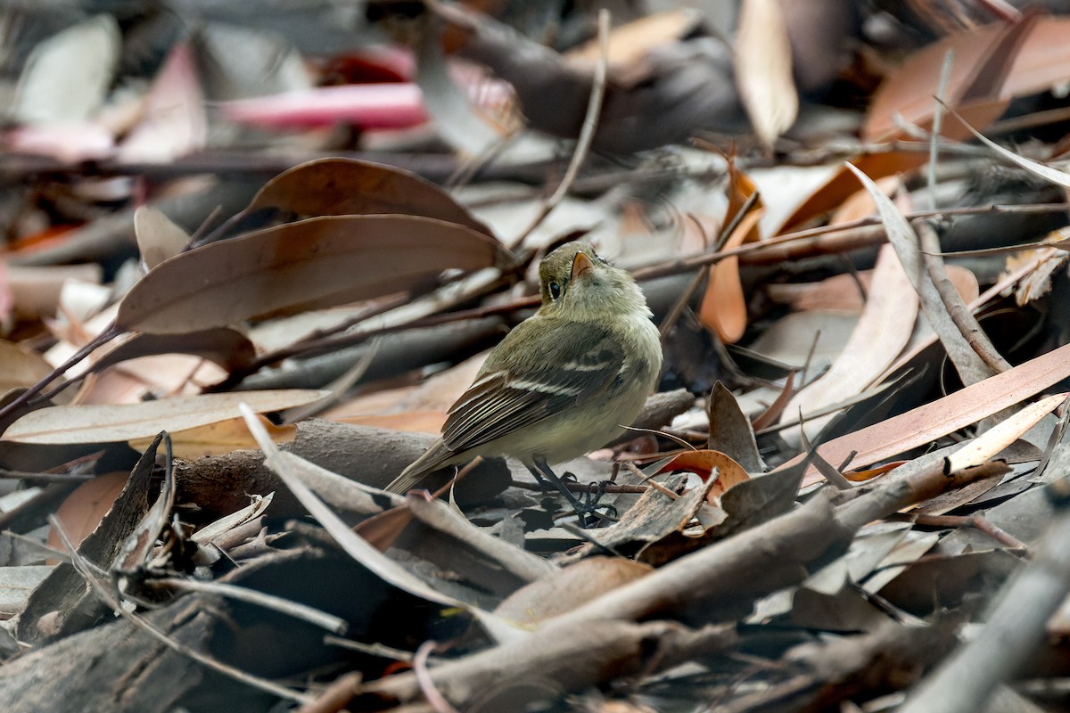 Western Flycatcher - ML620514098