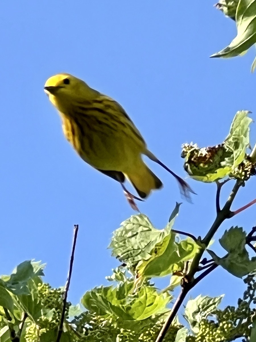 Paruline jaune - ML620514104