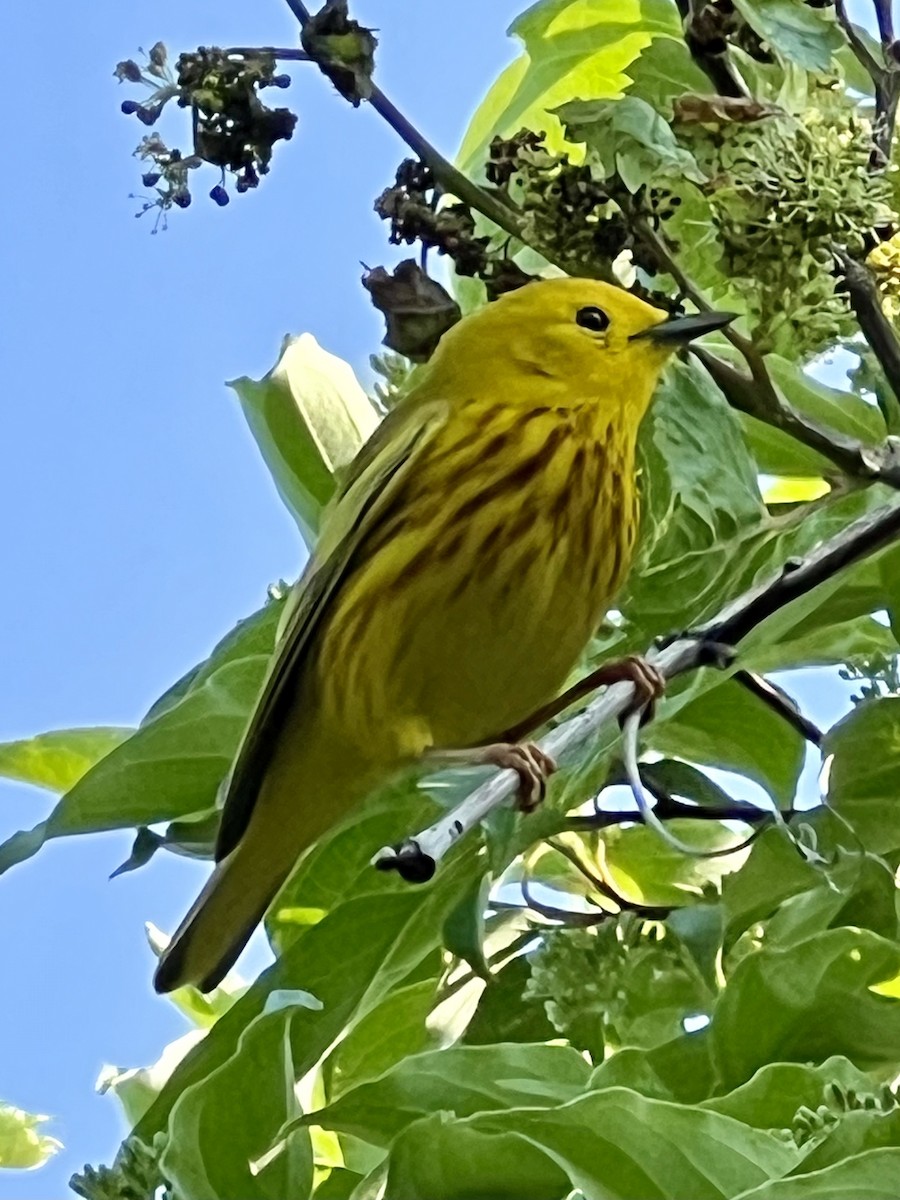 Paruline jaune - ML620514105