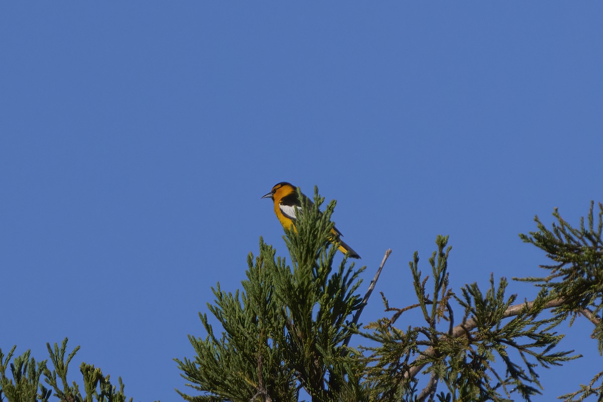 Bullock's Oriole - ML620514107