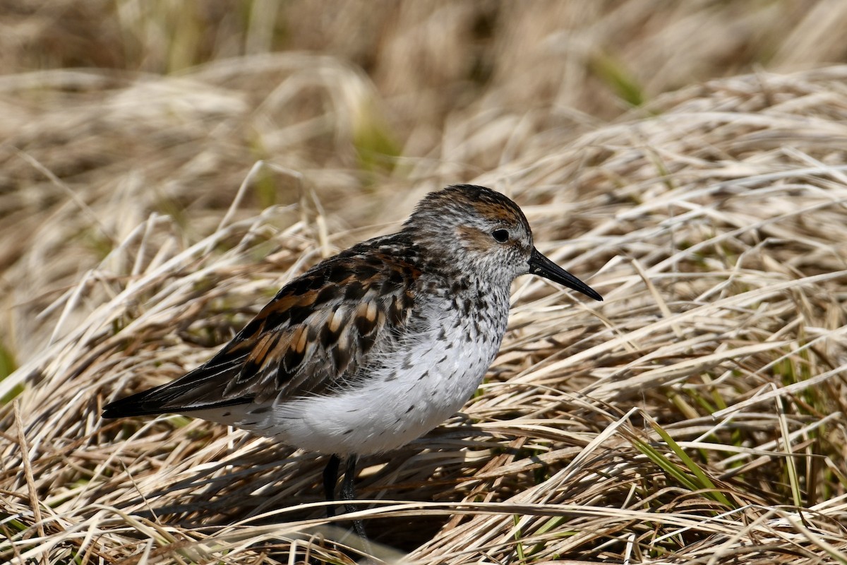 Bergstrandläufer - ML620514109