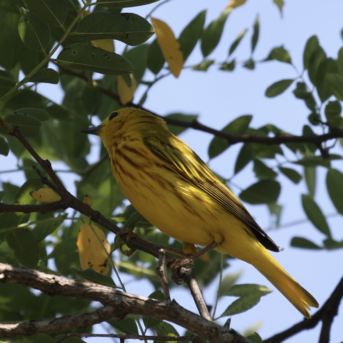 Paruline jaune - ML620514113