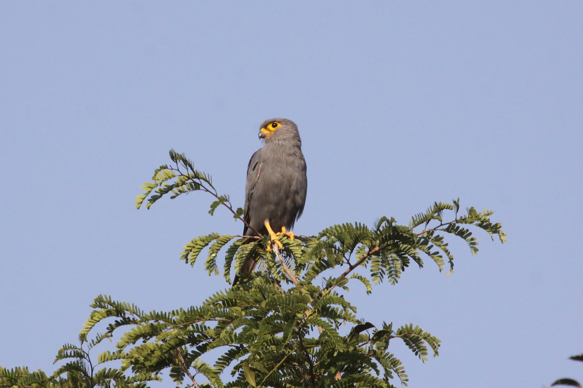 Gray Kestrel - ML620514117