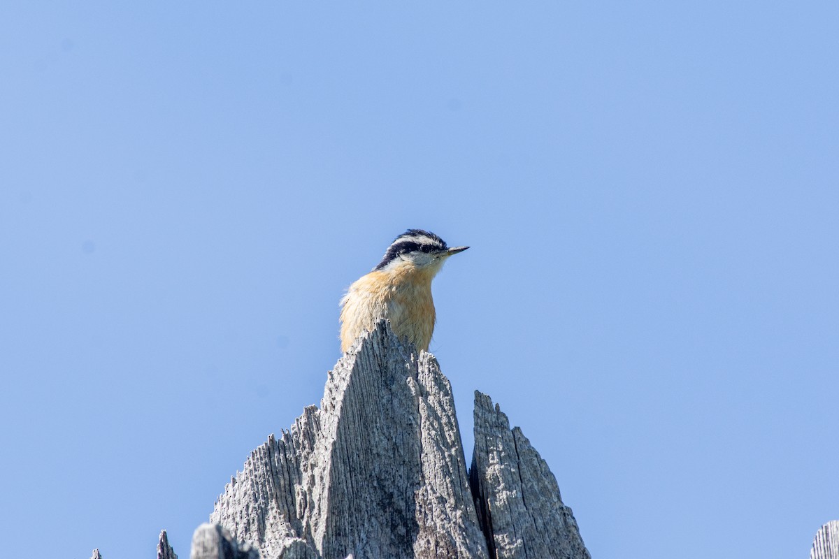 Rotbrustkleiber - ML620514120