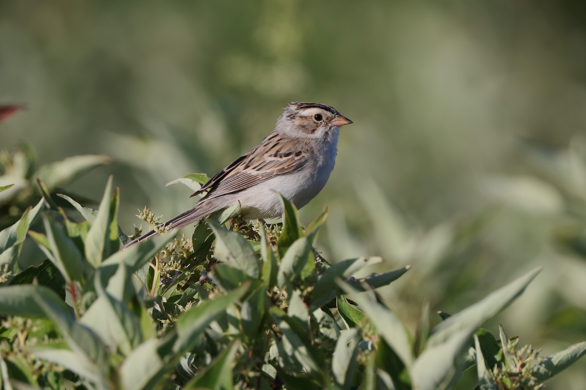 Clay-colored Sparrow - ML620514121