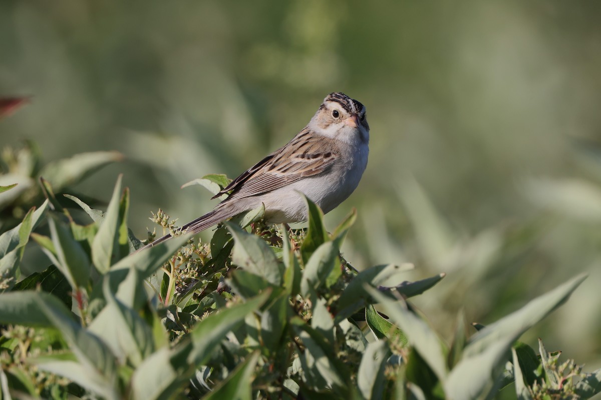 Clay-colored Sparrow - ML620514124