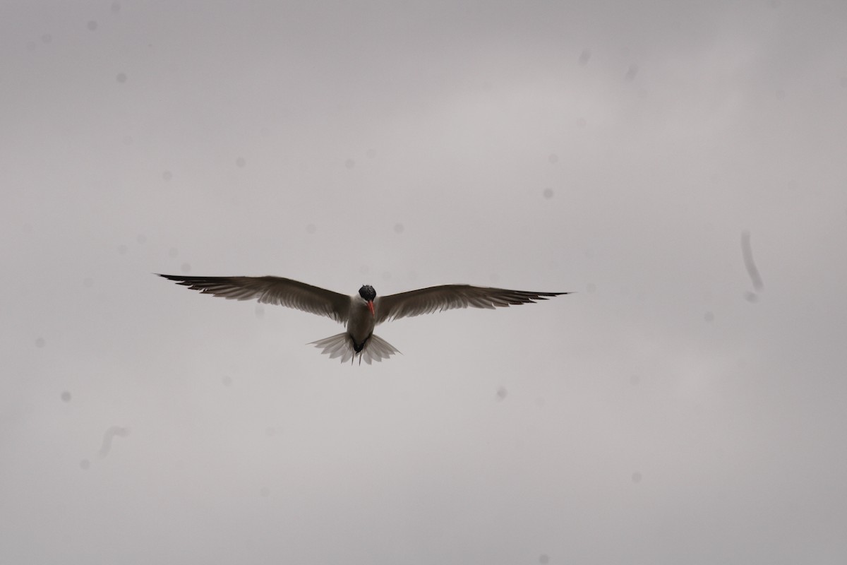 Caspian Tern - ML620514130