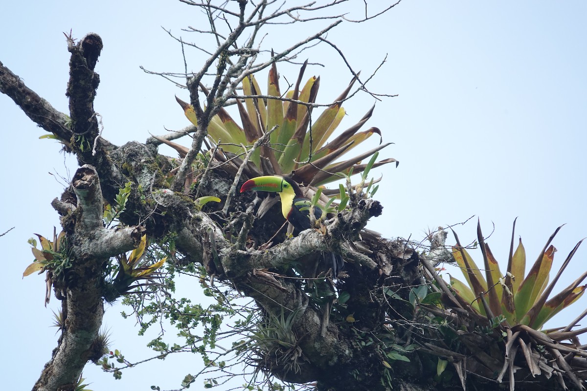 Toucan à carène - ML620514132