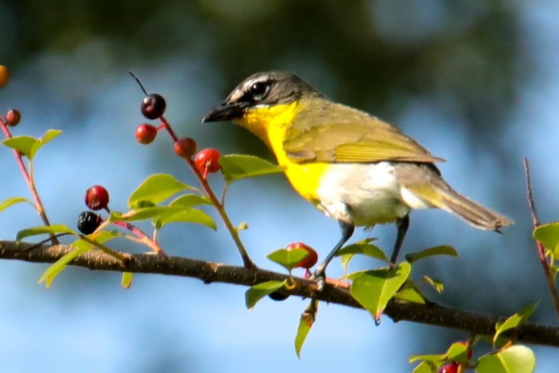 Yellow-breasted Chat - Josh Jackson