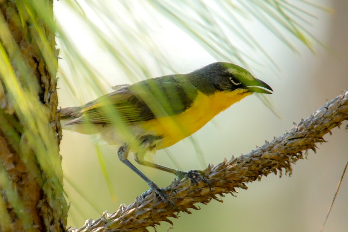 Yellow-breasted Chat - ML620514144