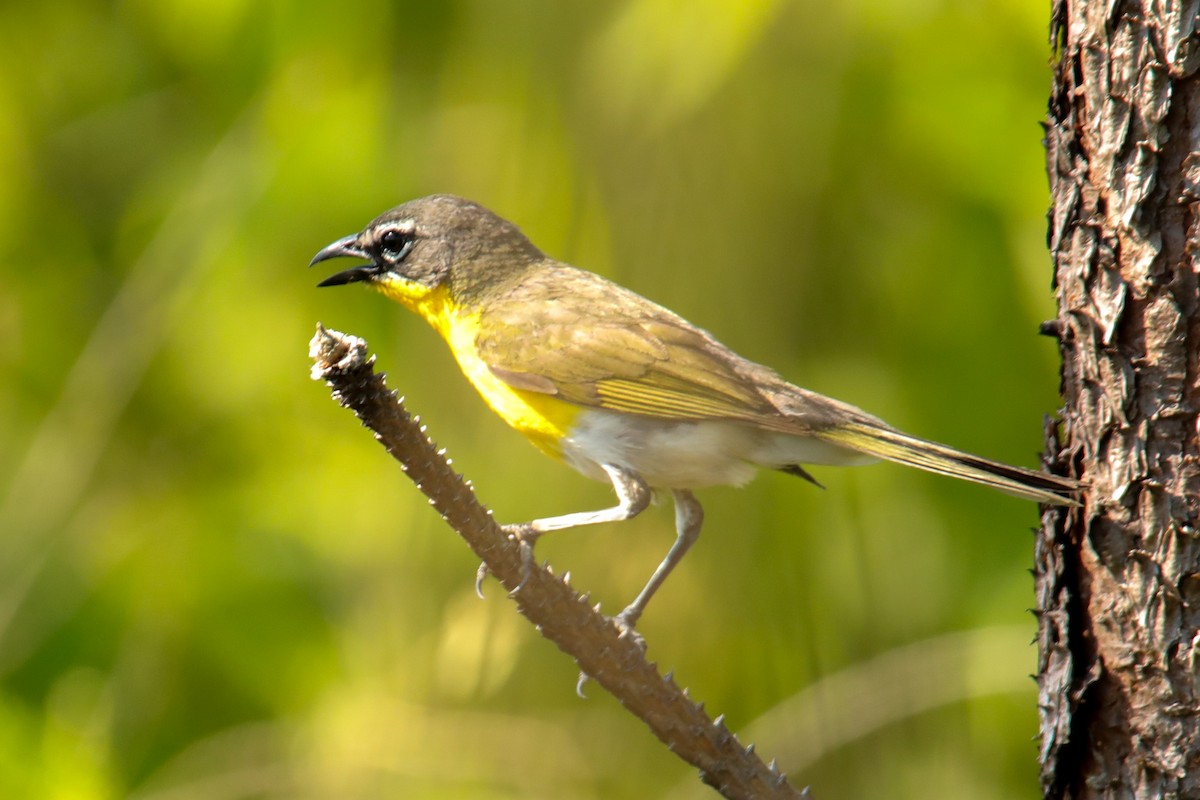 Yellow-breasted Chat - ML620514145