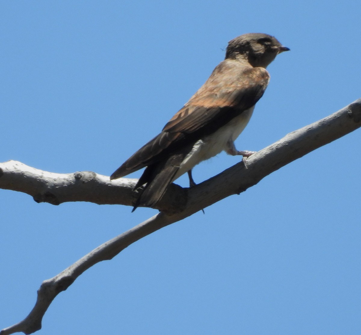 Northern Rough-winged Swallow - ML620514146