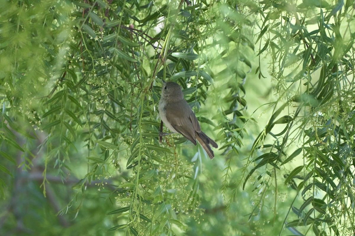 Oak Titmouse - ML620514149