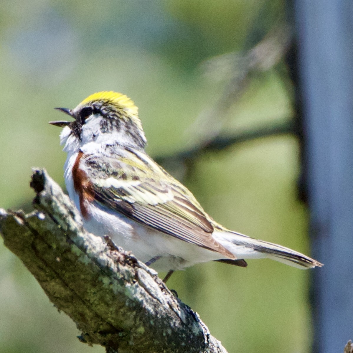 Chestnut-sided Warbler - ML620514152