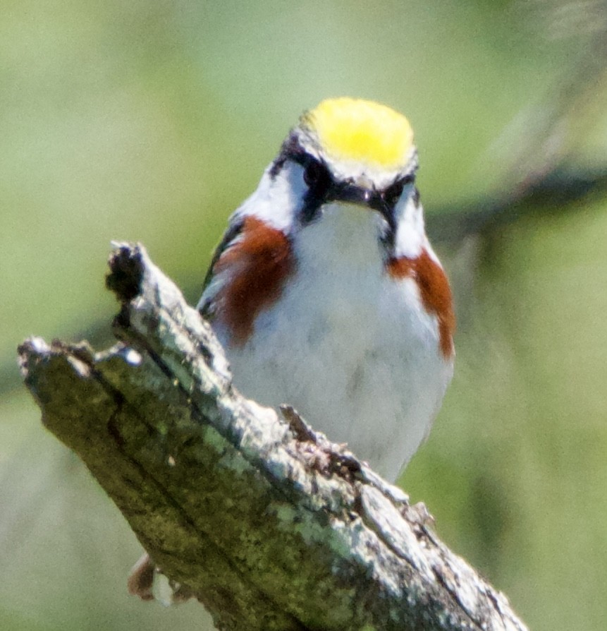 Chestnut-sided Warbler - ML620514155