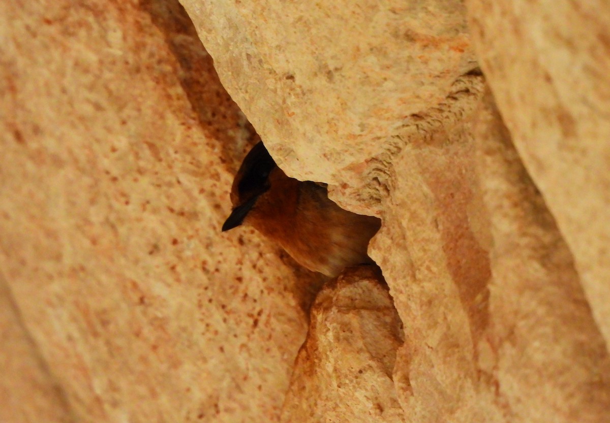 Cave Swallow - ML620514162