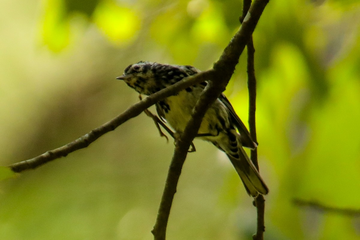 Black-and-white Warbler - ML620514163