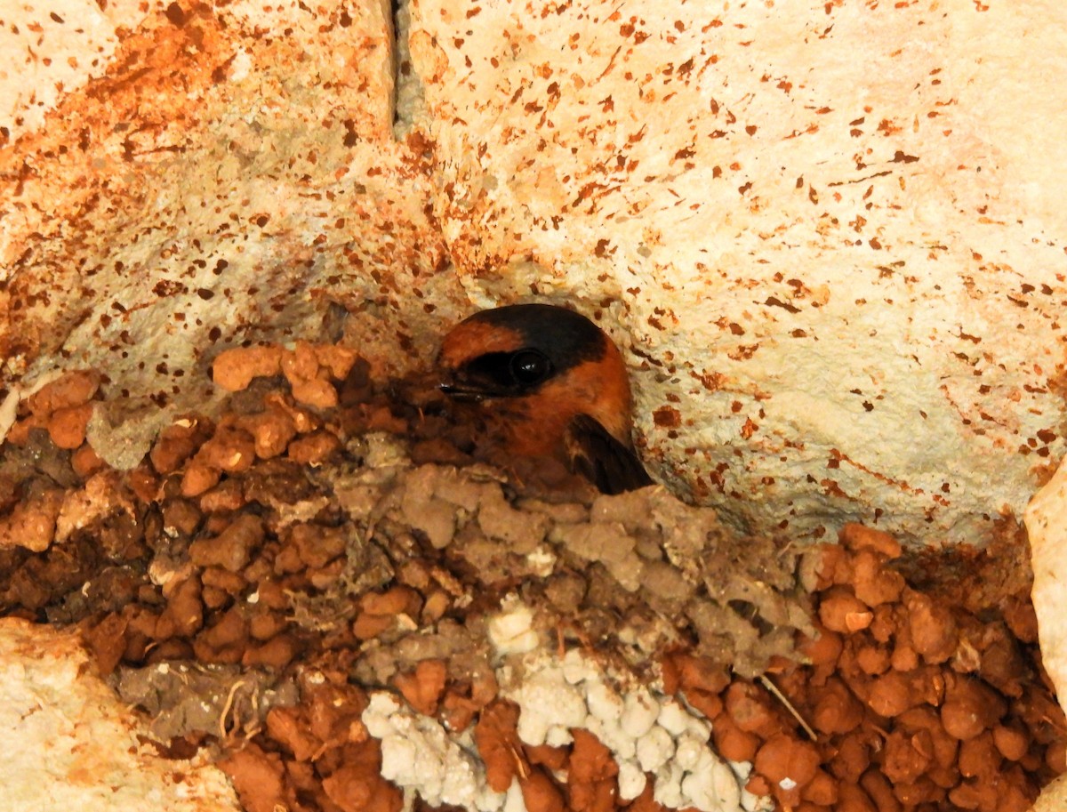 Cave Swallow - ML620514165