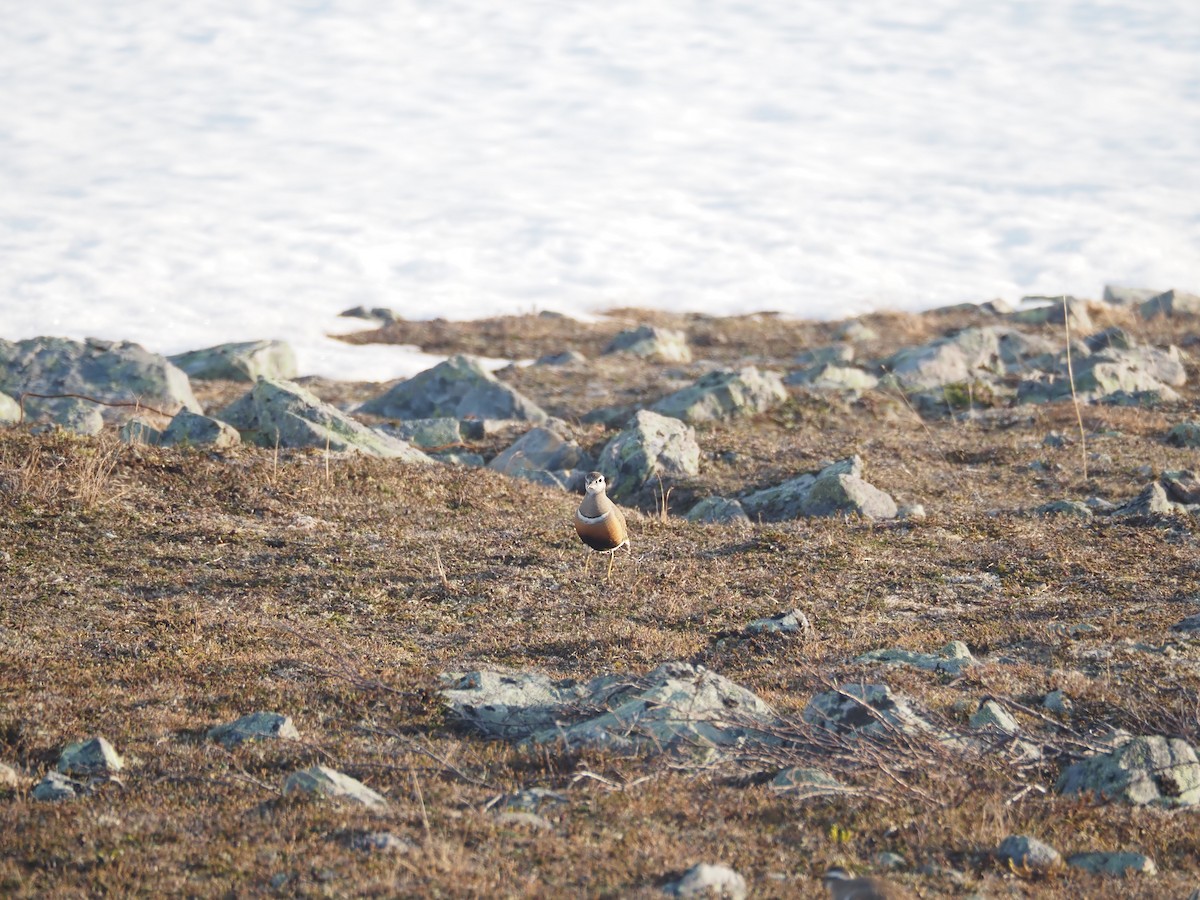 Eurasian Dotterel - ML620514170