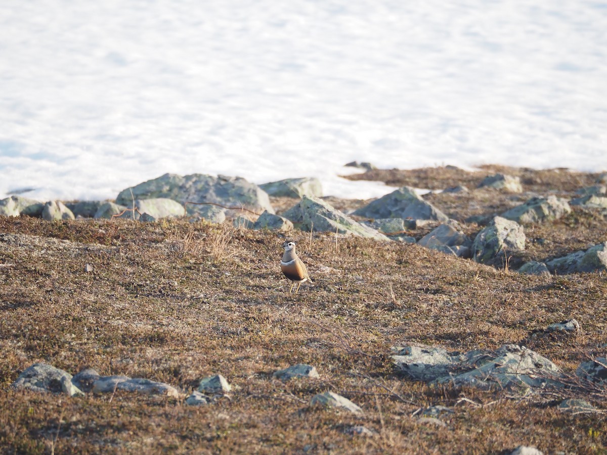 Eurasian Dotterel - ML620514172