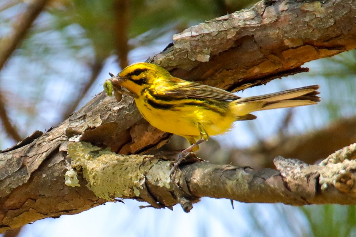 Prairie Warbler - ML620514173