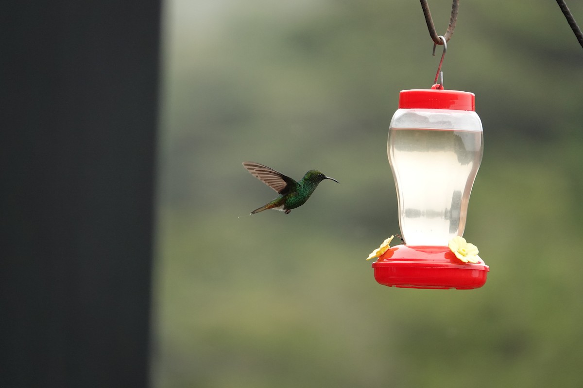 Colibri à tête cuivrée - ML620514183