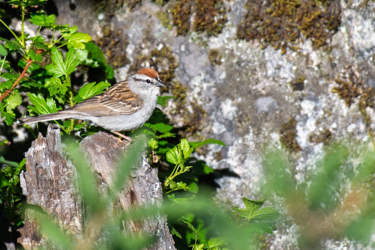 Chipping Sparrow - ML620514186