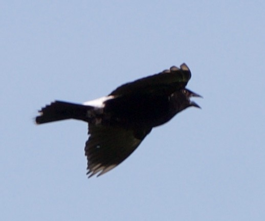 bobolink americký - ML620514193