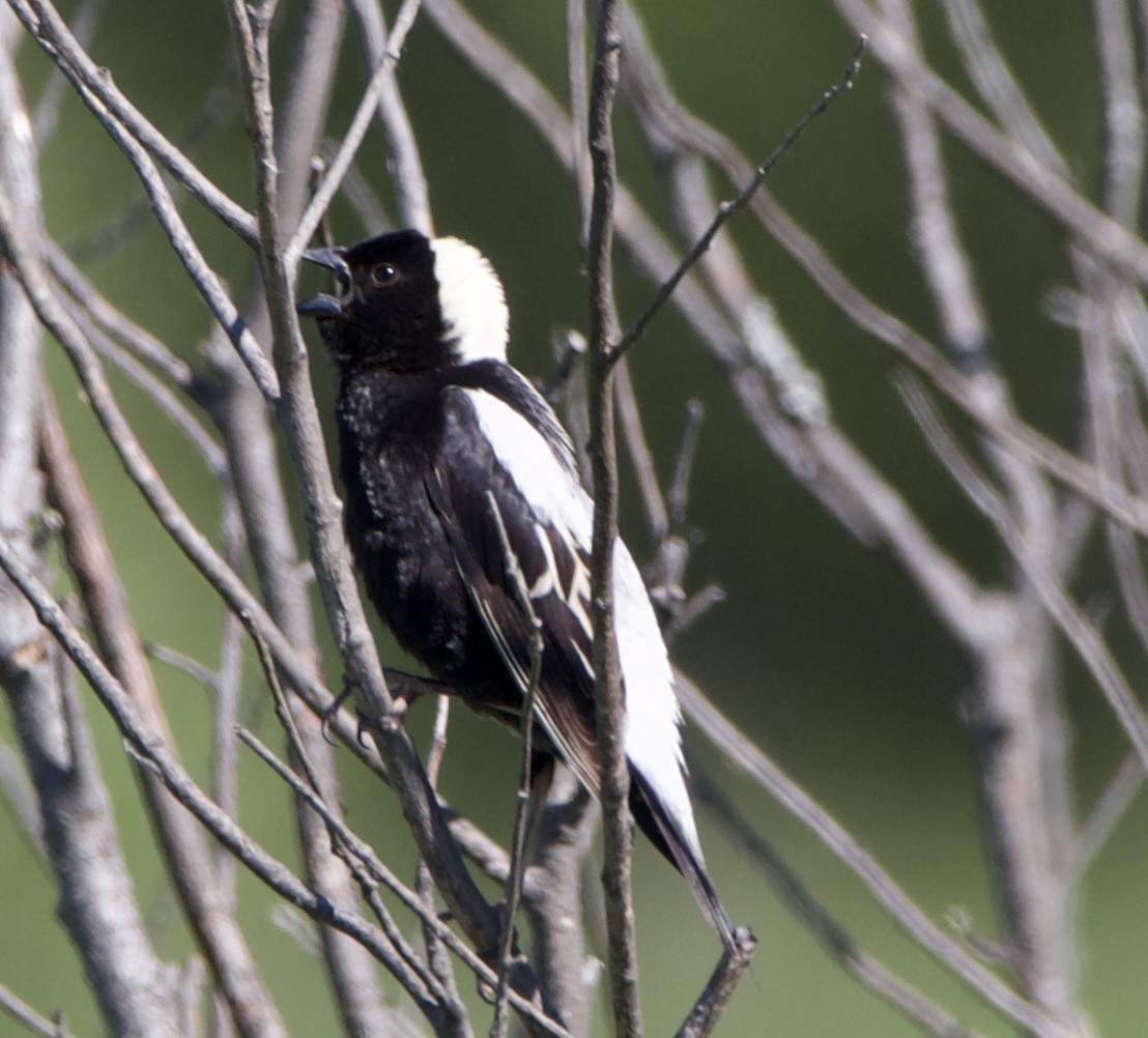 bobolink americký - ML620514194