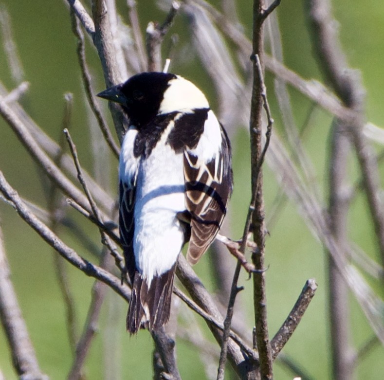 bobolink americký - ML620514199