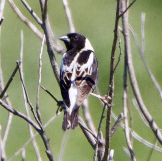 bobolink americký - ML620514201