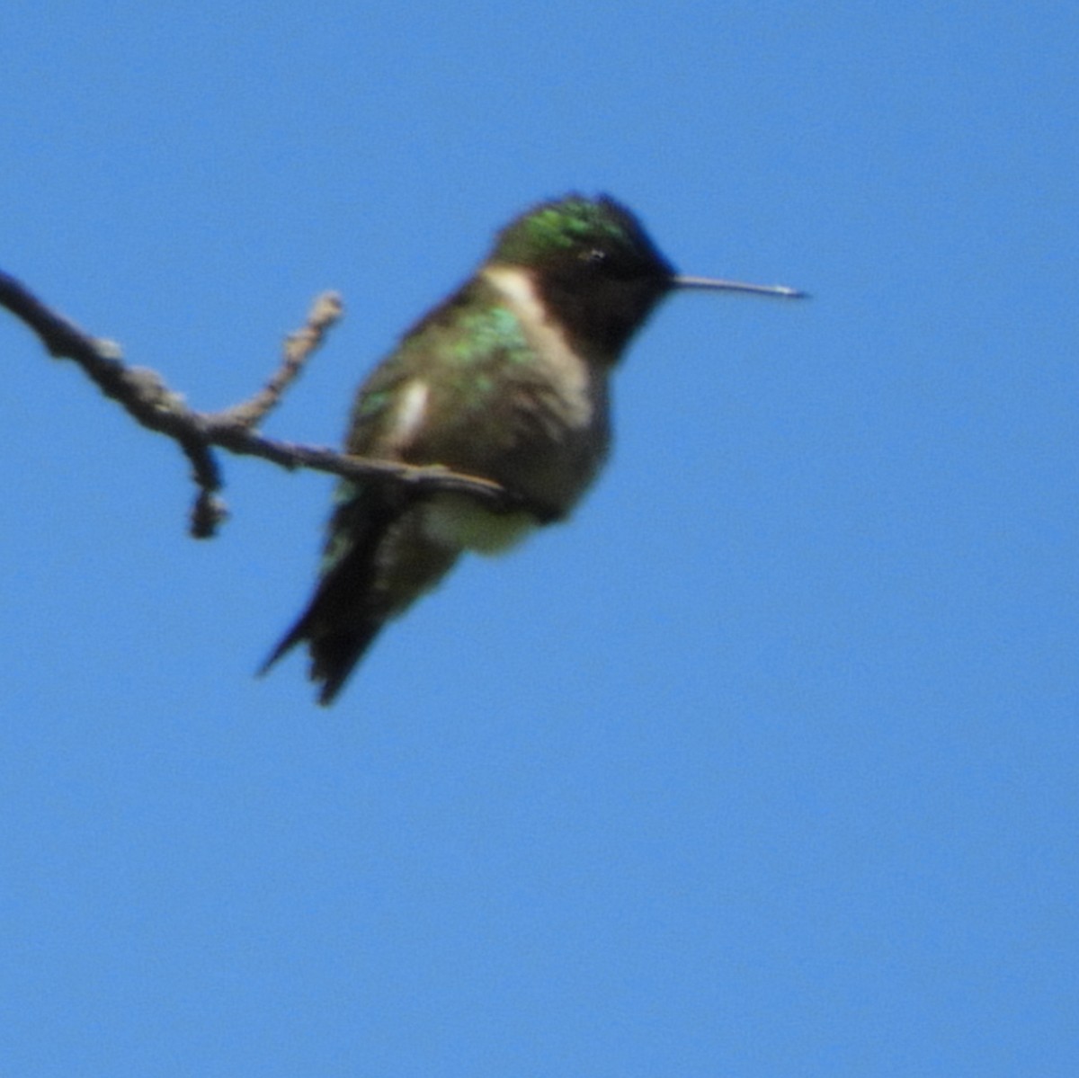 Colibri à gorge rubis - ML620514204