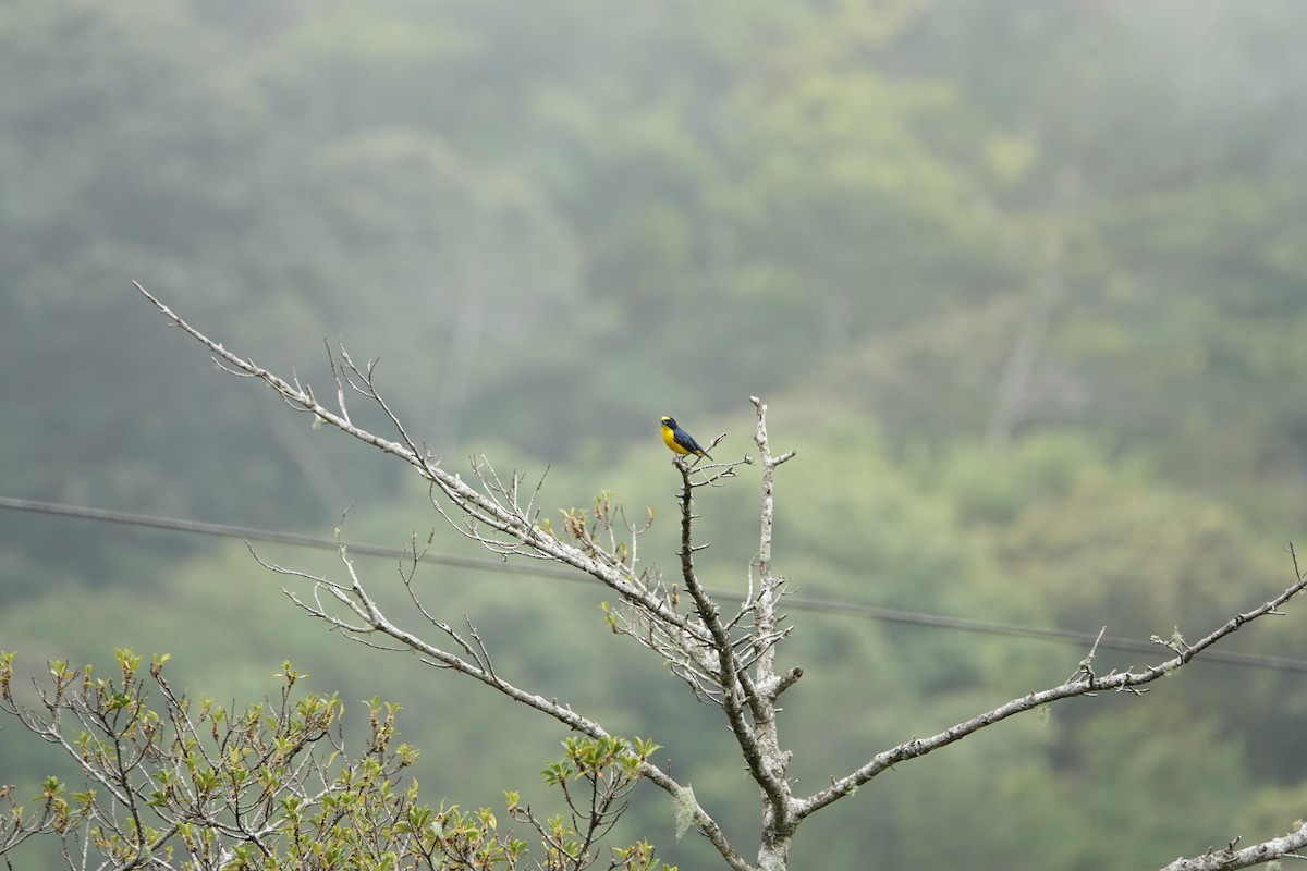 Yellow-crowned Euphonia - ML620514205